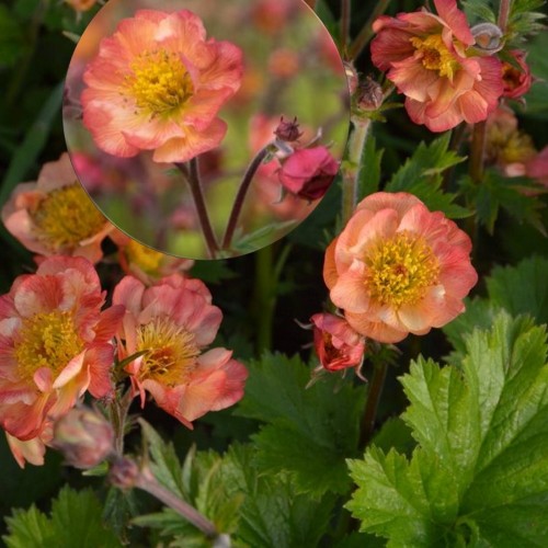 Geum 'Mango' - Mõõl 'Mango' 